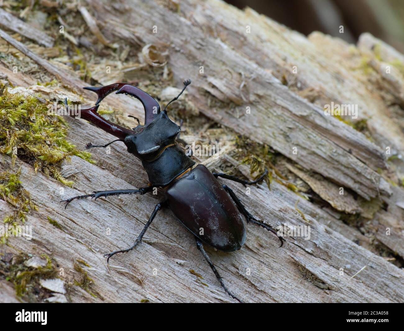 Close-up of  european stag beetle Stock Photo