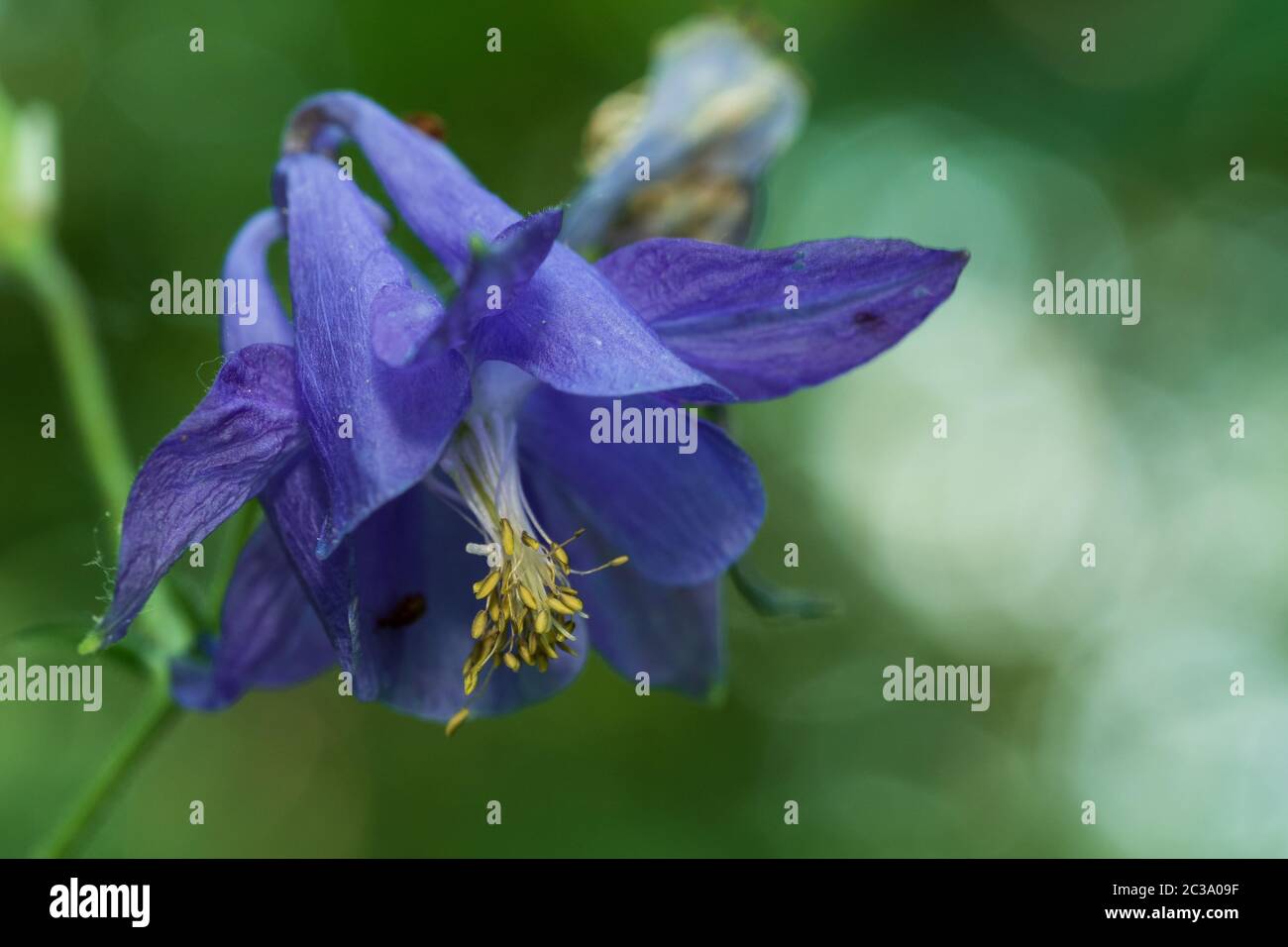 Close-up of purple flower Stock Photo