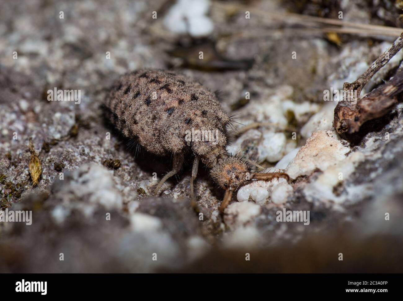 Close-up of an antlion larva on the ground Stock Photo