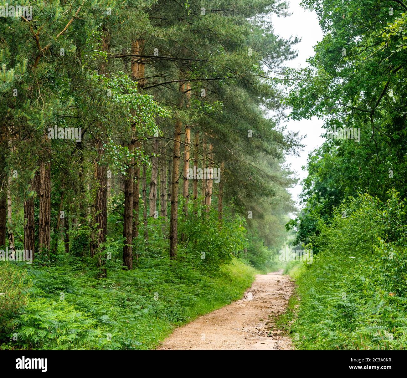 Woodland path Blidworth woods,Nottingham,England,UK Stock Photo Alamy