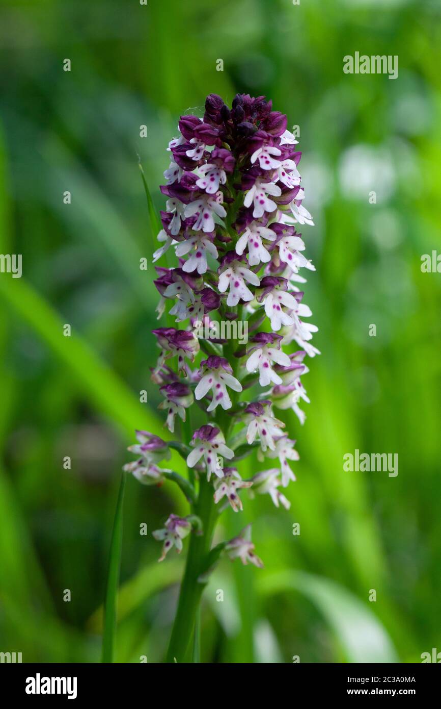 Close-up of an european orchid Stock Photo