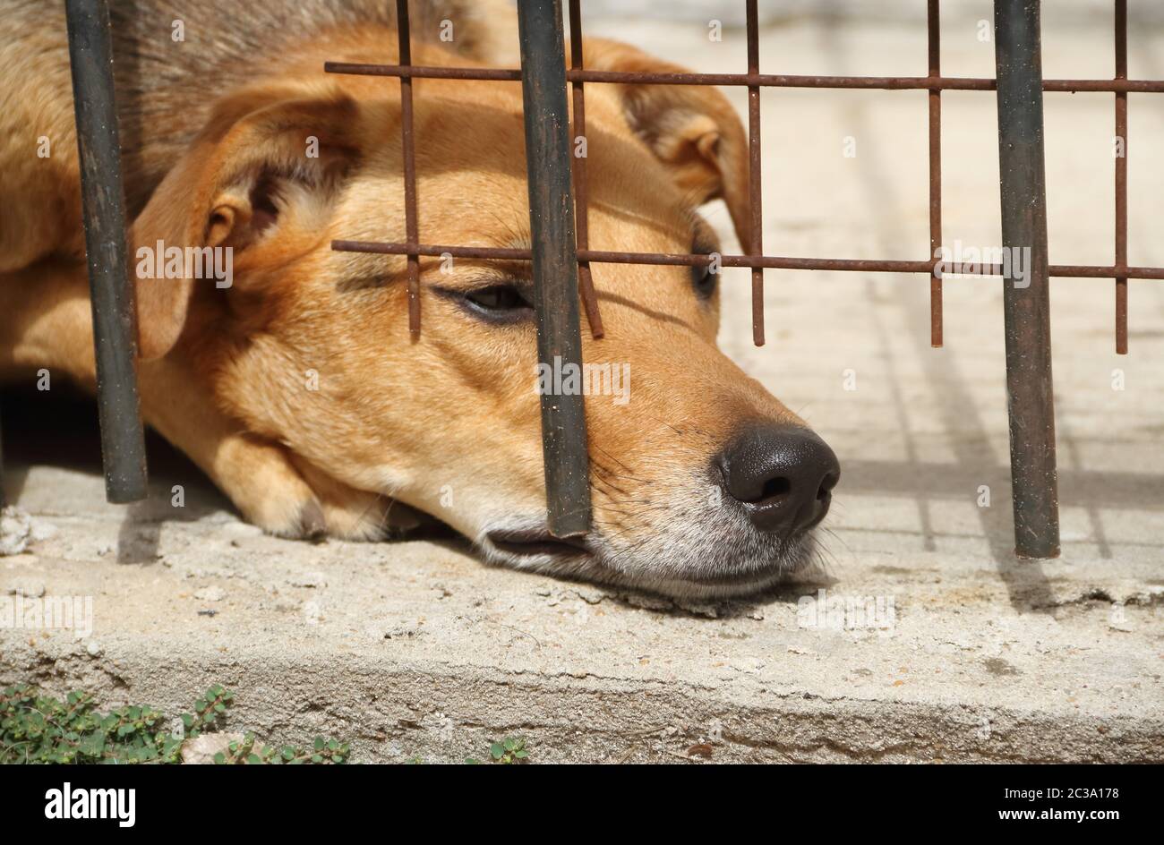 dogs locked up victims of animal abuse and abuse Stock Photo Alamy