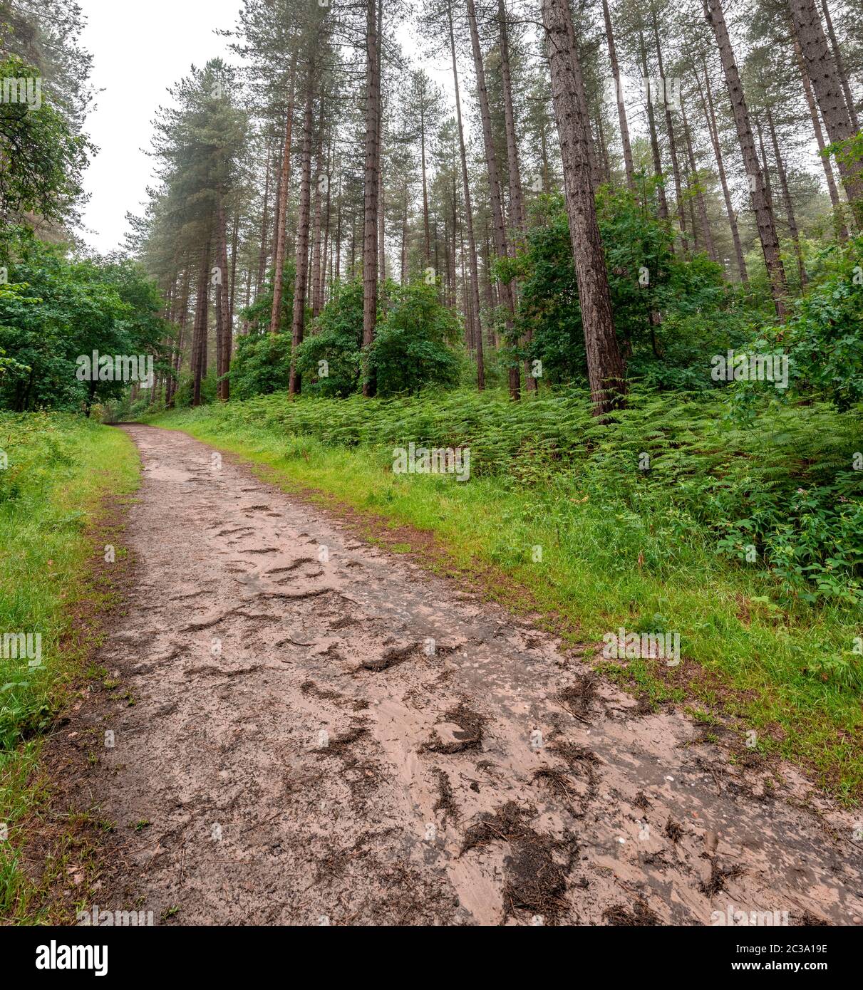 Woodland path Blidworth woods,Nottingham,England,UK Stock Photo Alamy