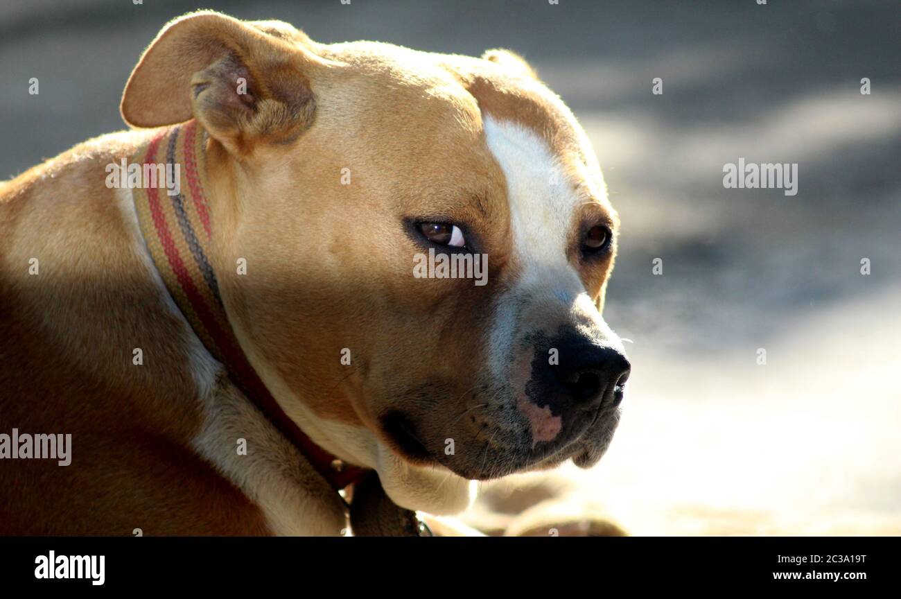 american staffordshire terrier, outdoor portrait Stock Photo