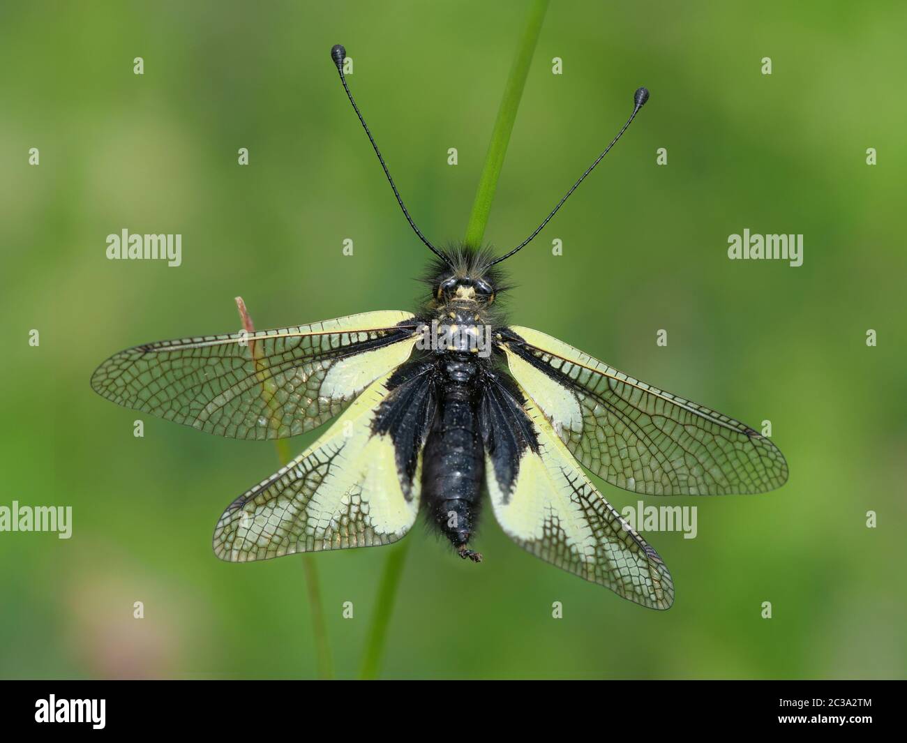 Close-up of an owlfly perching on grass Stock Photo