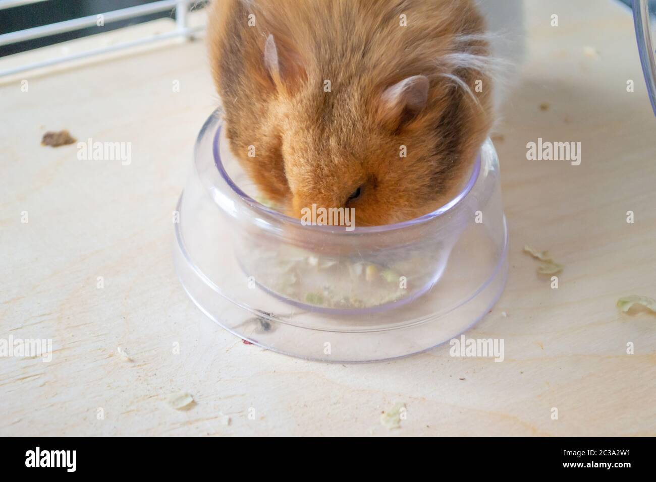 Syrian hamster eating from food bowl Stock Photo Alamy