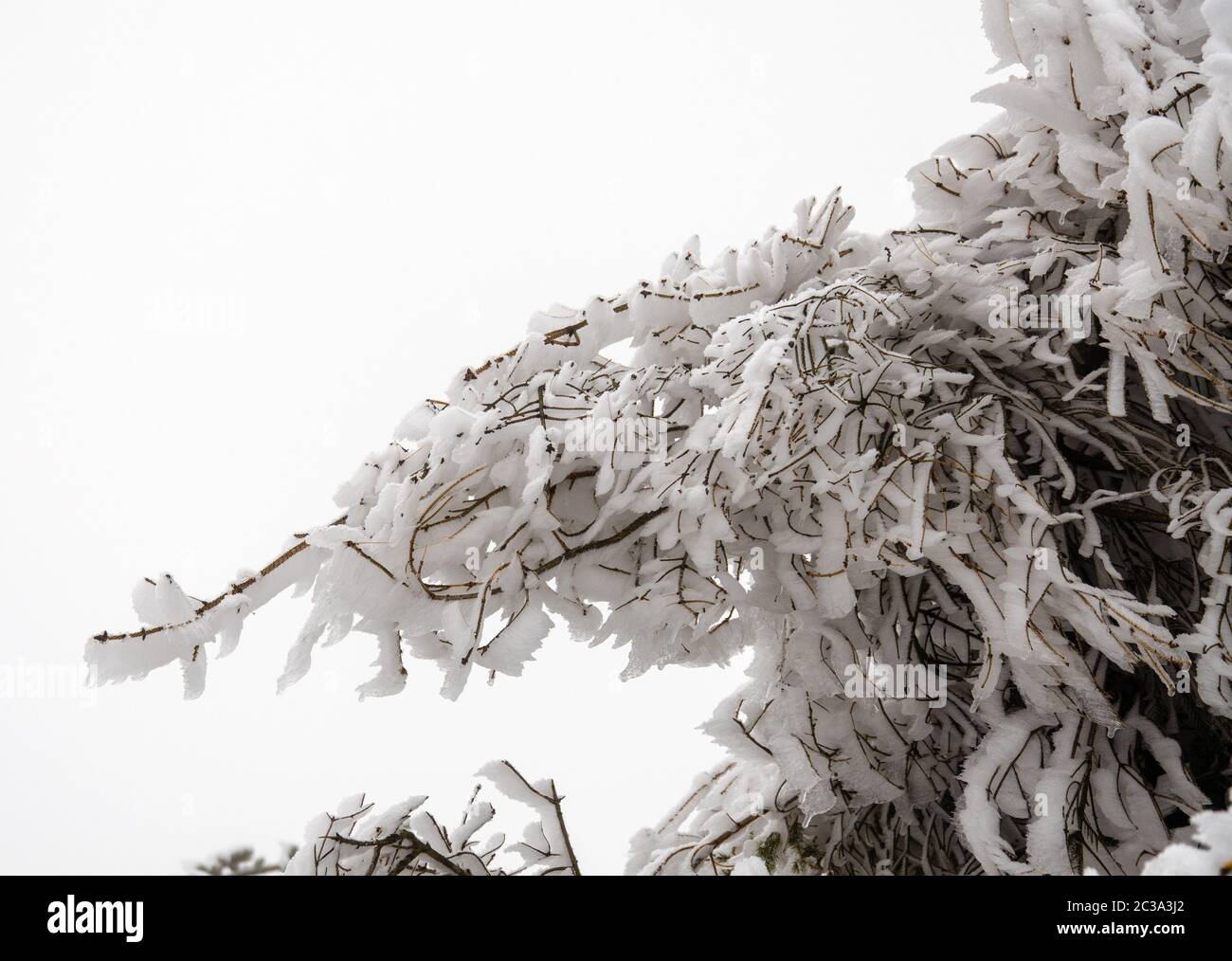 snow covered branch with freezing temperatures in January Stock Photo