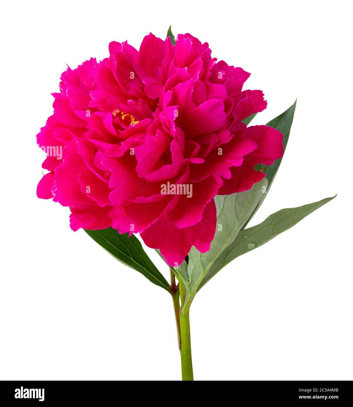Wonderful Roses (Peony, Paeonia) isolated on white background, including clipping path. Germany Stock Photo
