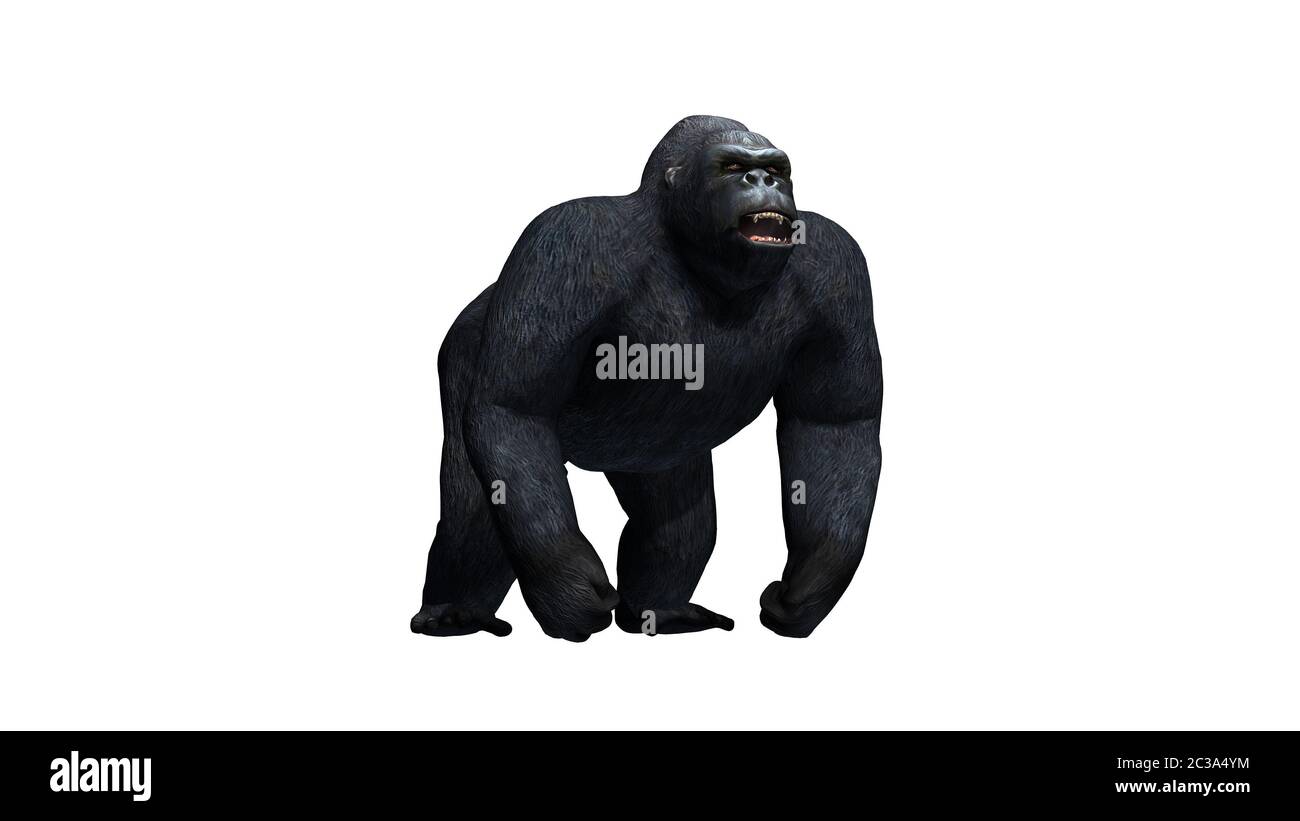 Silverback gorilla standing Cut Out Stock Images & Pictures Alamy