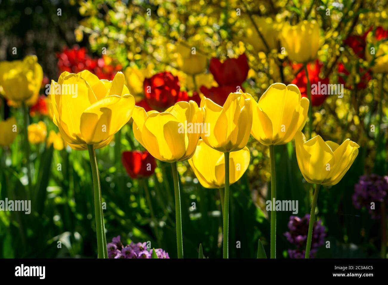 Tulips in a Garden Stock Photo