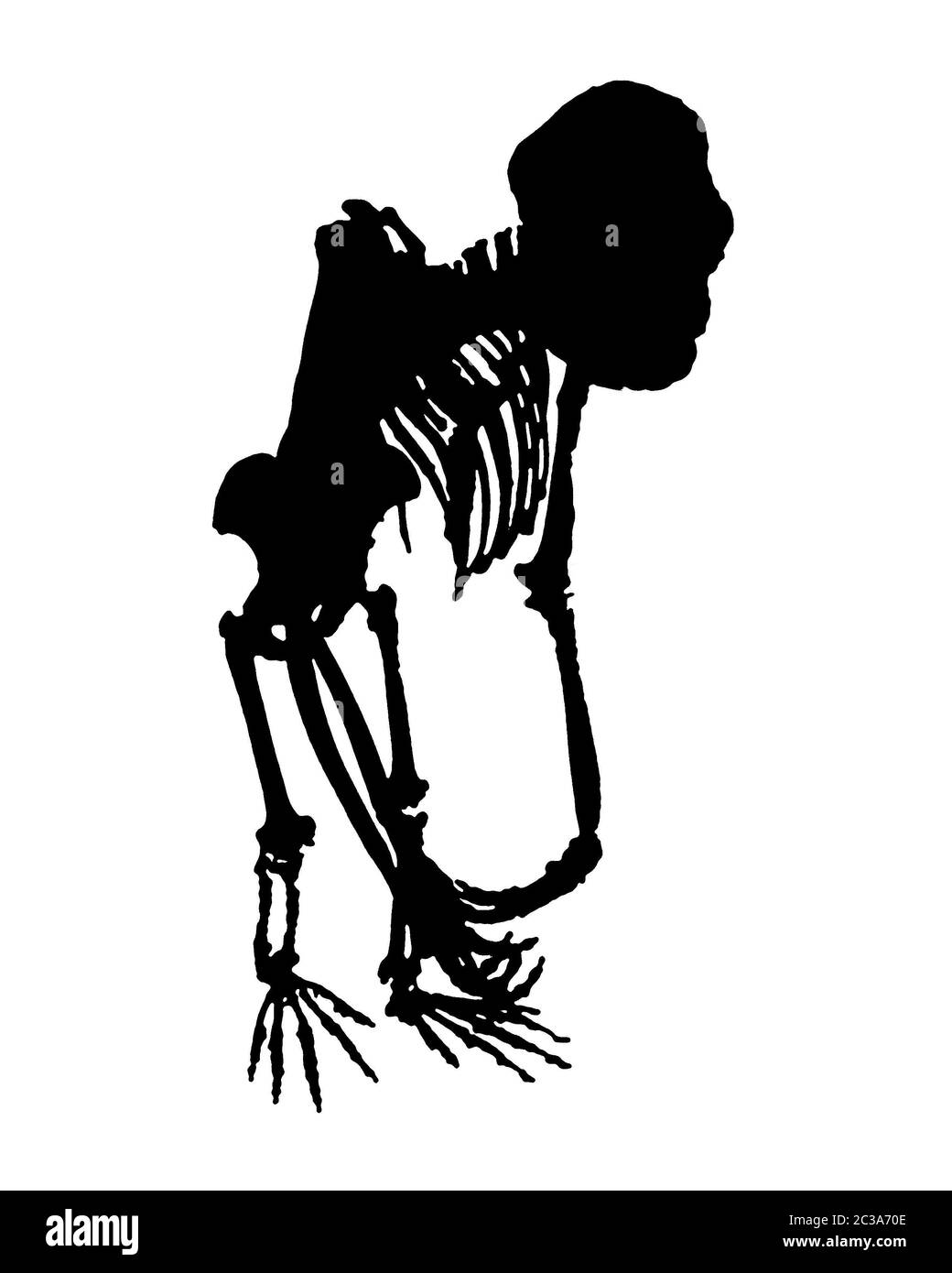 Monkey Full Body Skeleton Isolated Graphic Stock Photo