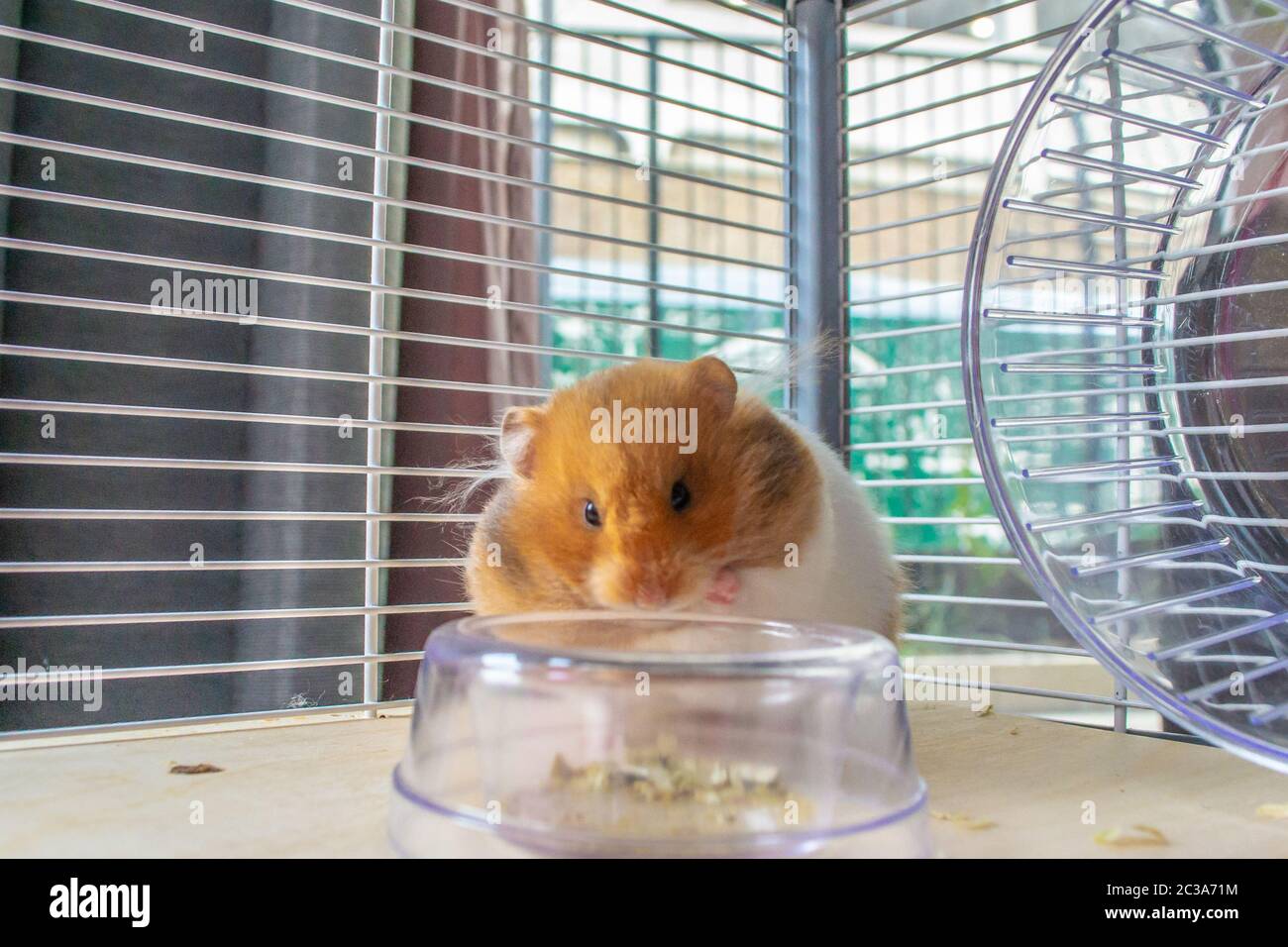 Image showcasing Hamster storing food hi-res stock photography and images - Alamy
