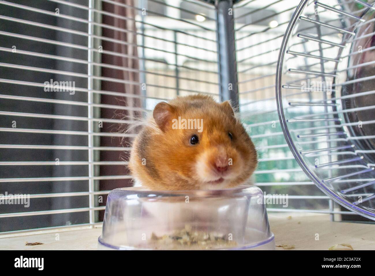 Syrian hamster eating from food bowl Stock Photo Alamy