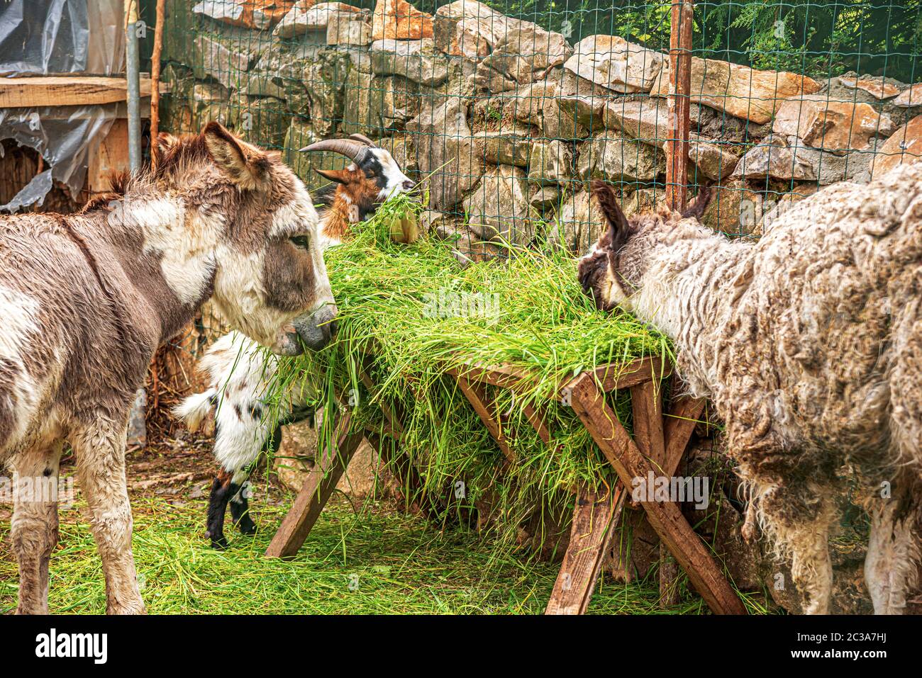 Herbivores on the farm Stock Photo