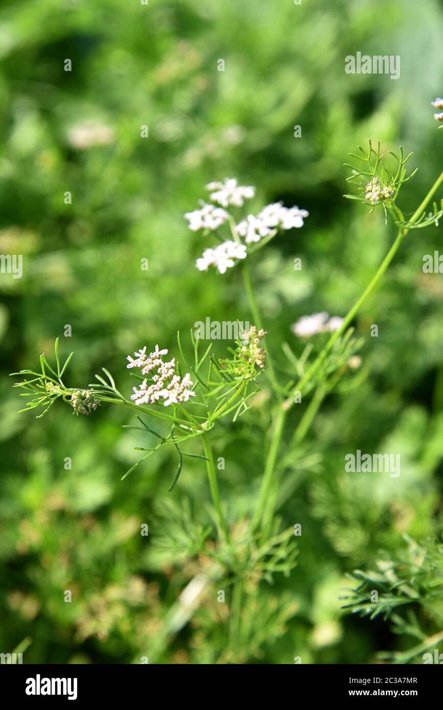 Closeup of Coriander flowers on the plant in a farm field Stock Photo
