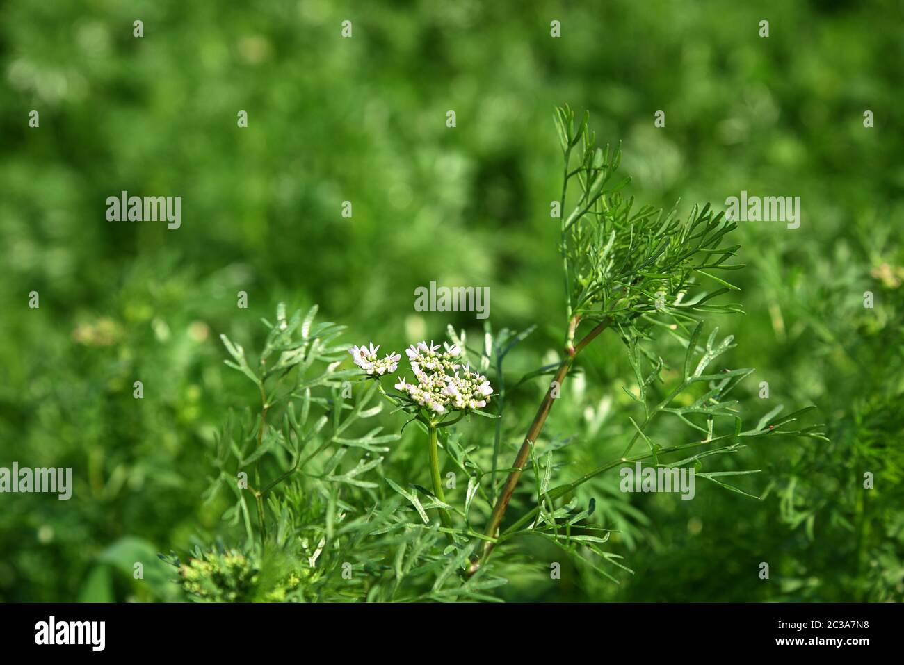 Closeup of Coriander flowers on the plant in a farm field Stock Photo