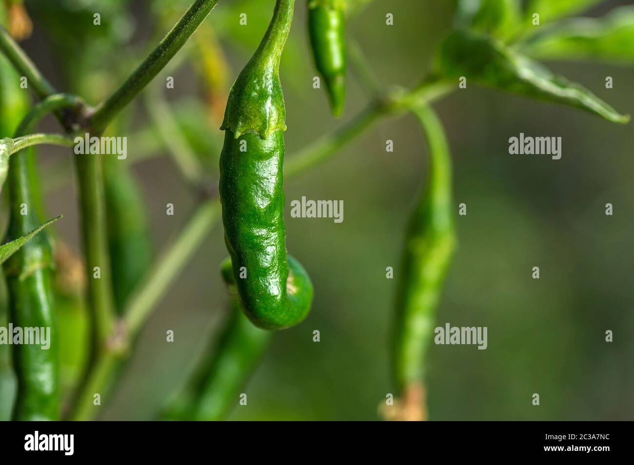 Chilpete closeup of Green organic chili pepper on young plant at farm field ...