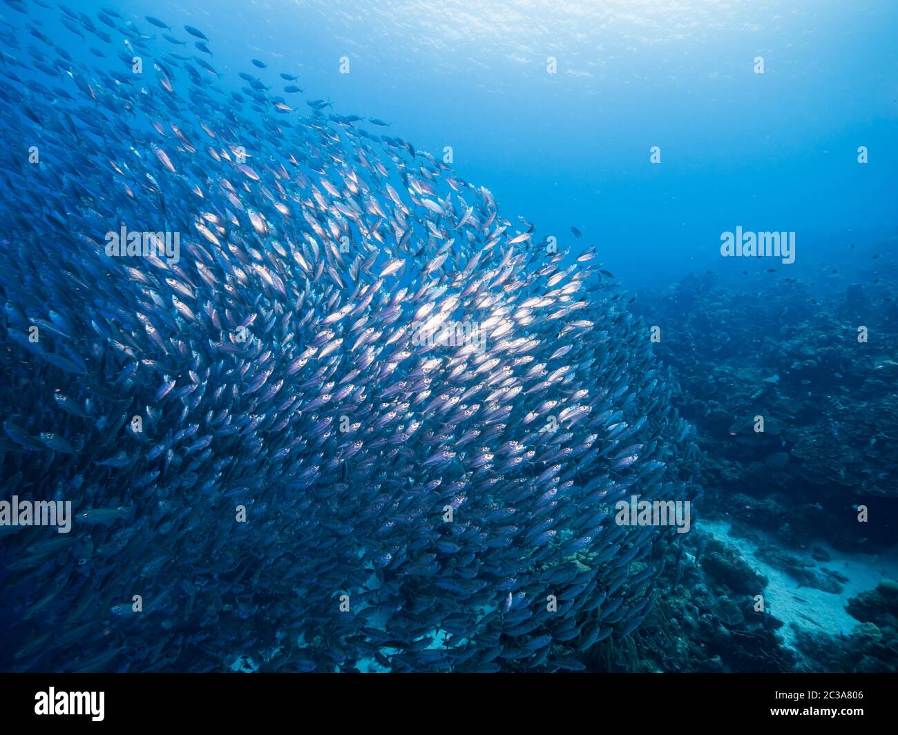 Runner caribbean hires stock photography and images Alamy