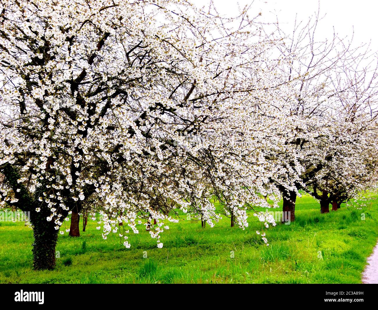 cherry trees in full bloom Stock Photo Alamy