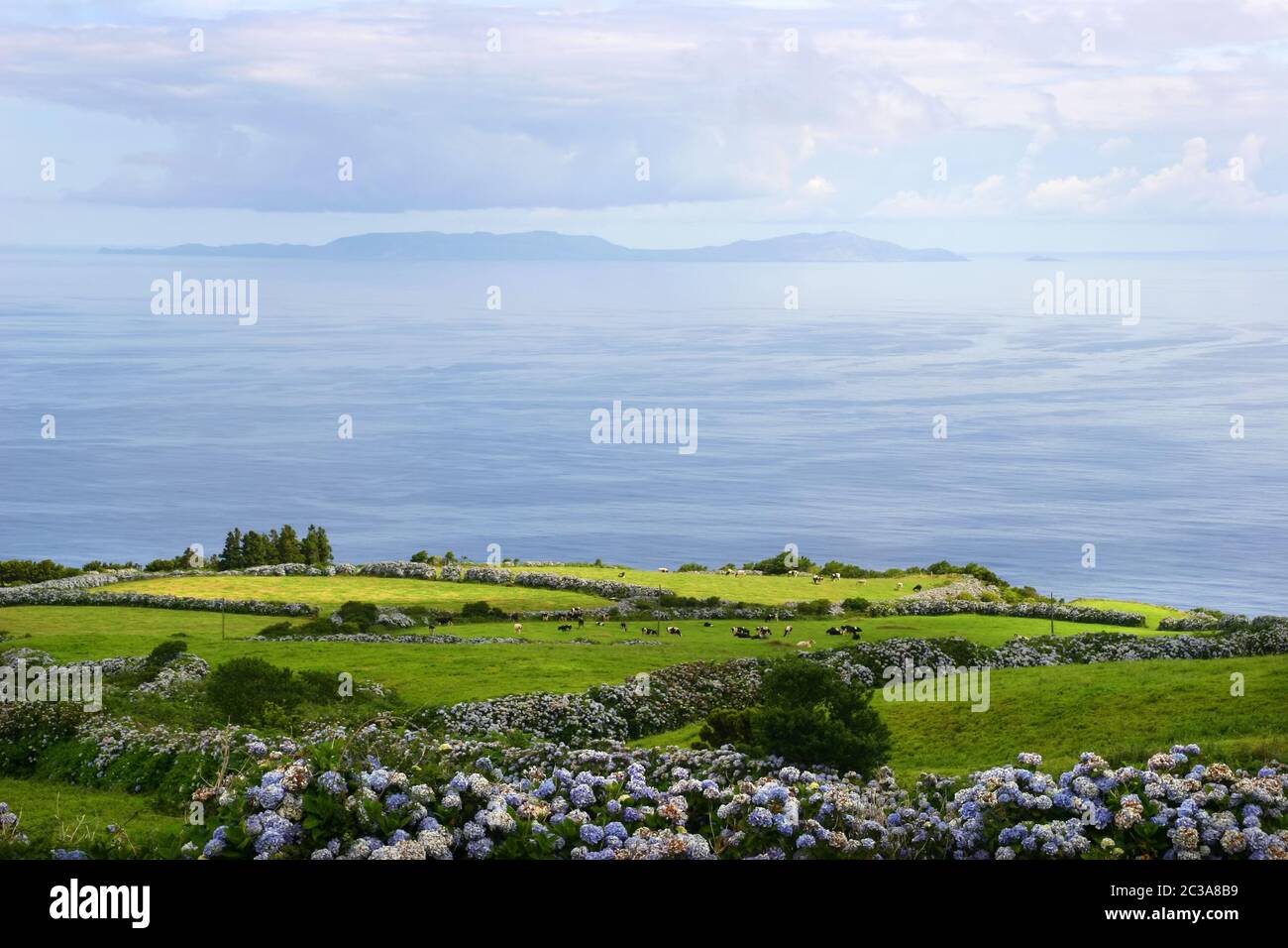 Azores farm cows coast hi-res stock photography and images - Alamy