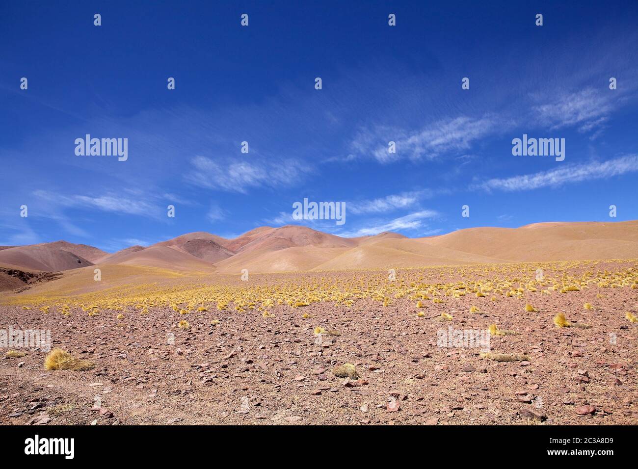 Landscape with peruvian feathergrass, jarava ichu, in the Puna de