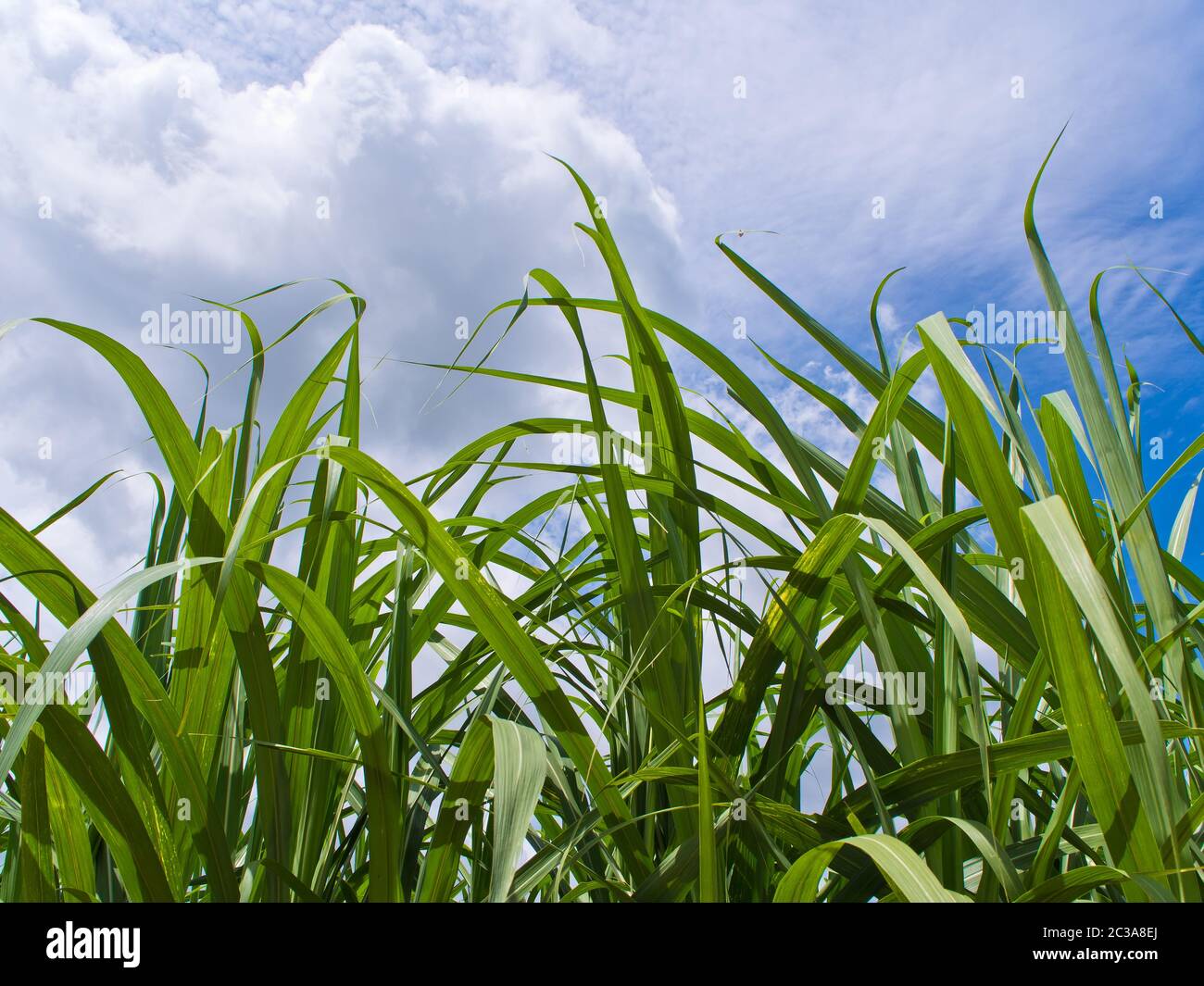 Corn blade in wind in farm Stock Photo Alamy