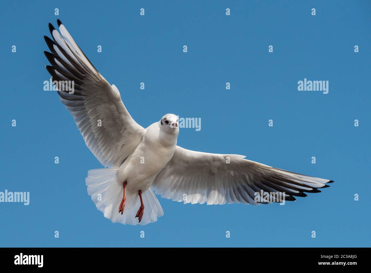Black-Headed Gull in flight in the sky. Her Latin name is Chroicocephalus ridibundus Stock Photo