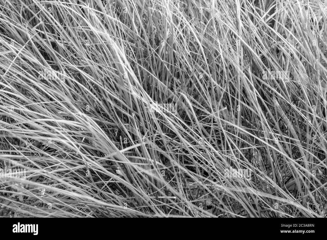 The grass blade in wind Stock Photo