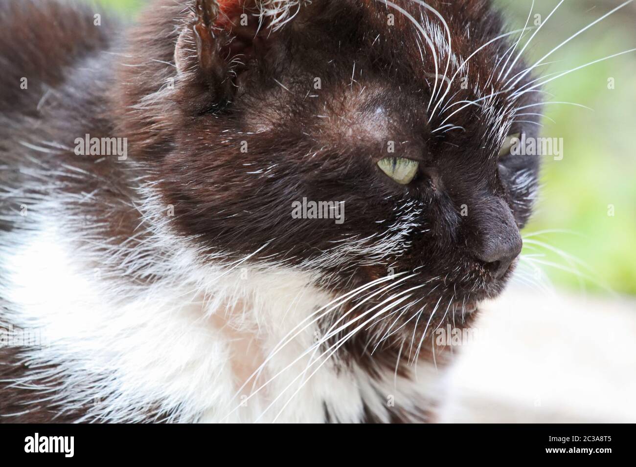 Portrait of a domestic Bicolor or Tuxedo cat outdoors Stock Photo