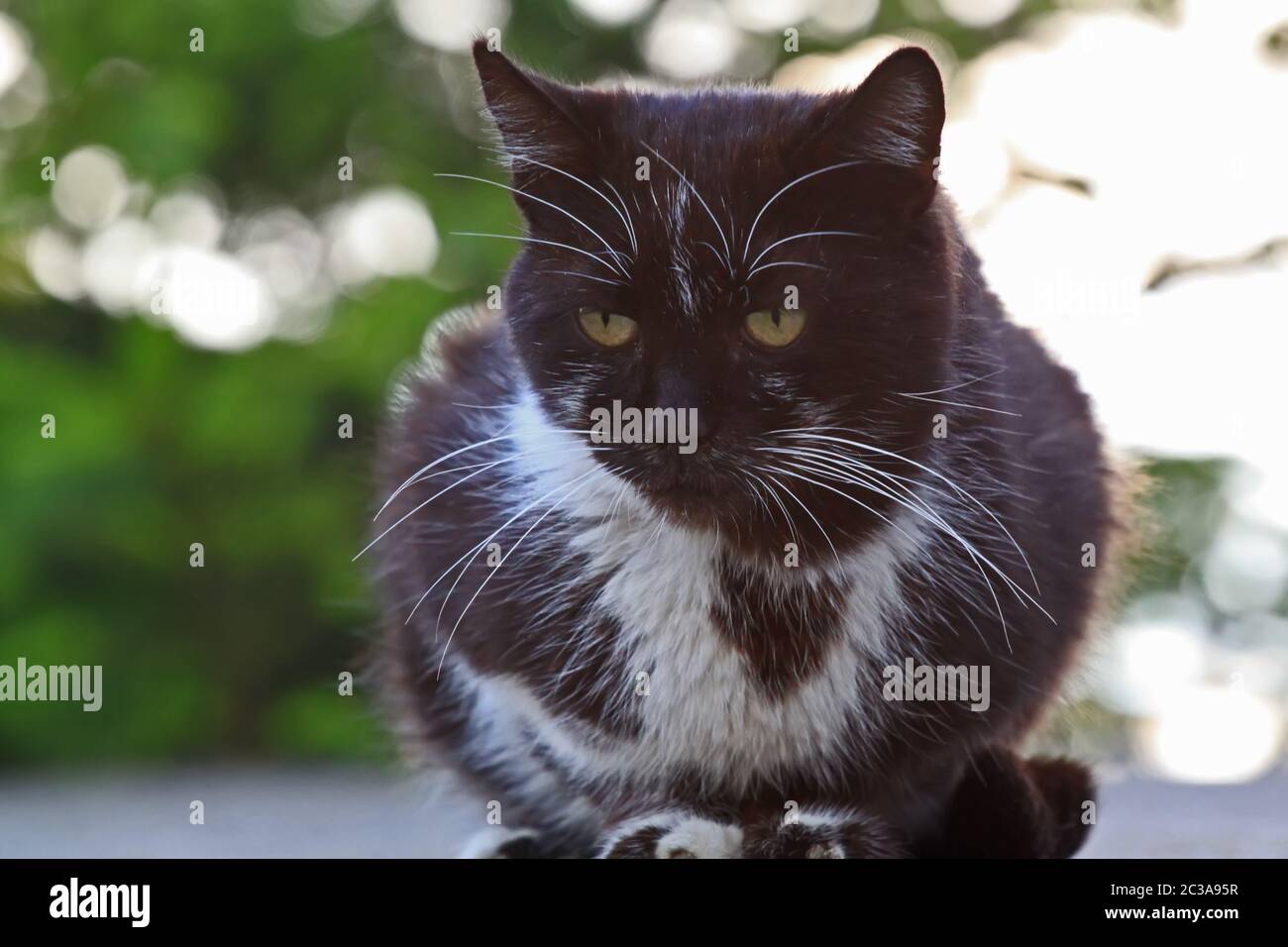 Portrait of a cute tuxedo cat with white spots, looking at the viewer ...