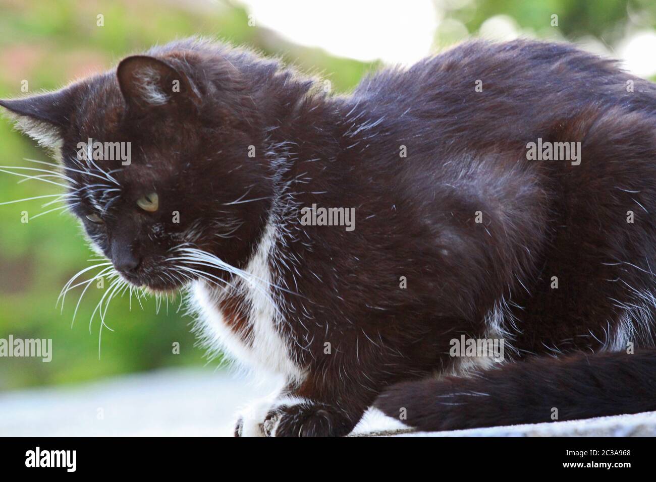 Portrait of a cute tuxedo cat with white spots on light wood wall background Stock Photo