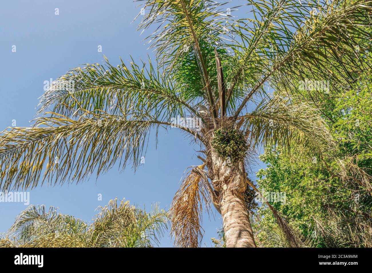 Palms, palm plants, tree, crown of a palm tree in dry Cape Town in
