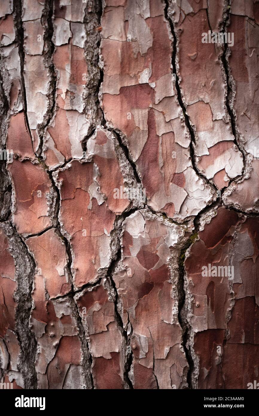 Close-up image of ancient, ageing, peeling red & white tree bark with irregular pattern of deep black cracks Stock Photo