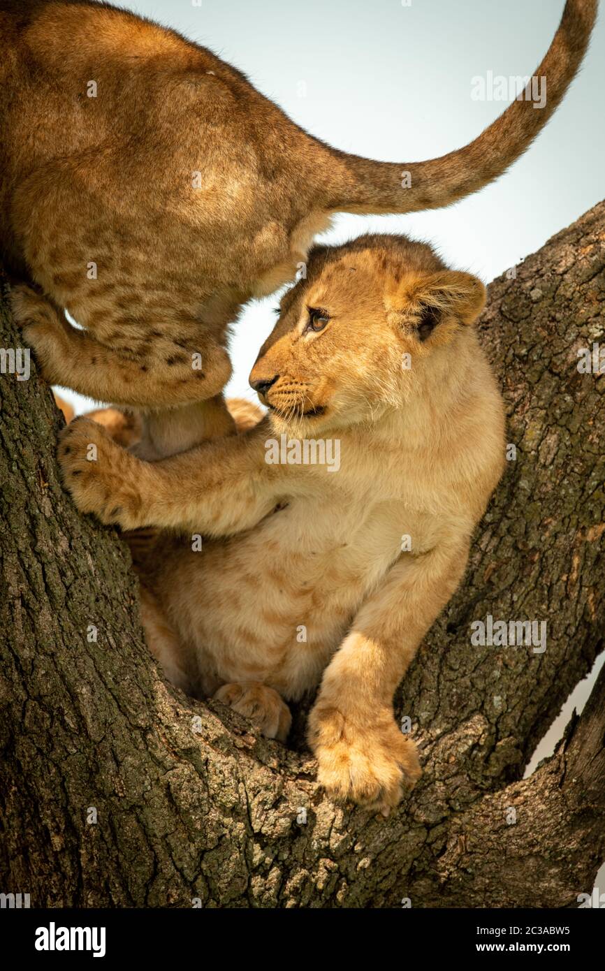 Lion cub steps on another in tree Stock Photo - Alamy