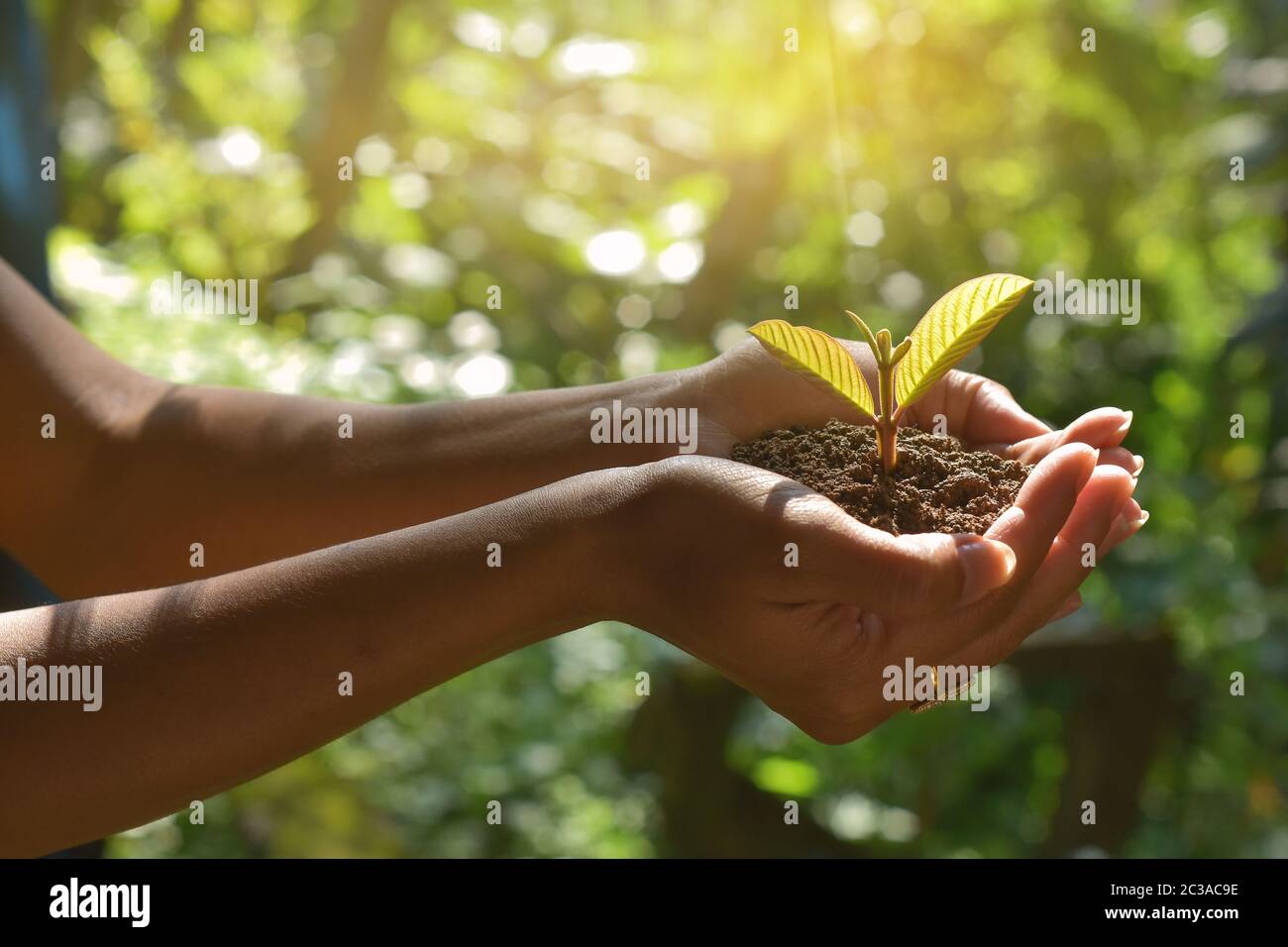 Plant Growing On Soil With Hand Holding Over Sun And Sunlight Ray The Concept Of A New Life After A Pandemic Hd Image And Large Resolution Can Be Stock Photo Alamy