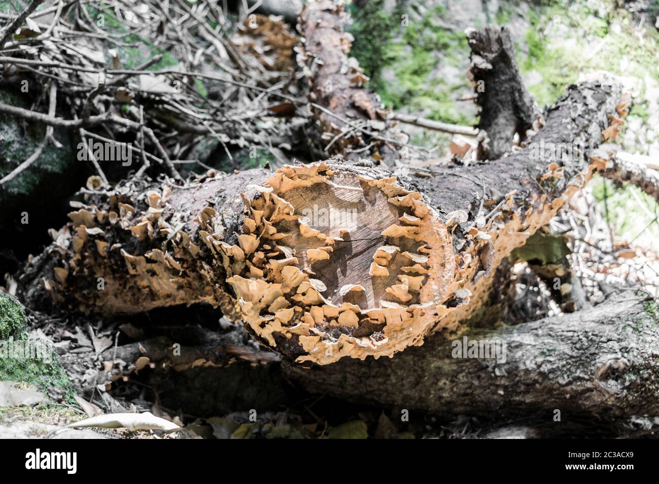 Fungal attack hires stock photography and images Alamy