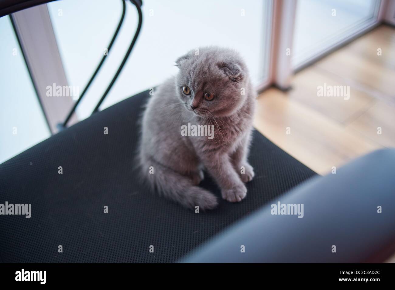 Scottish fold cat. Curious Scottish fold kitten. closeup looking at camera. High quality photo Stock Photo