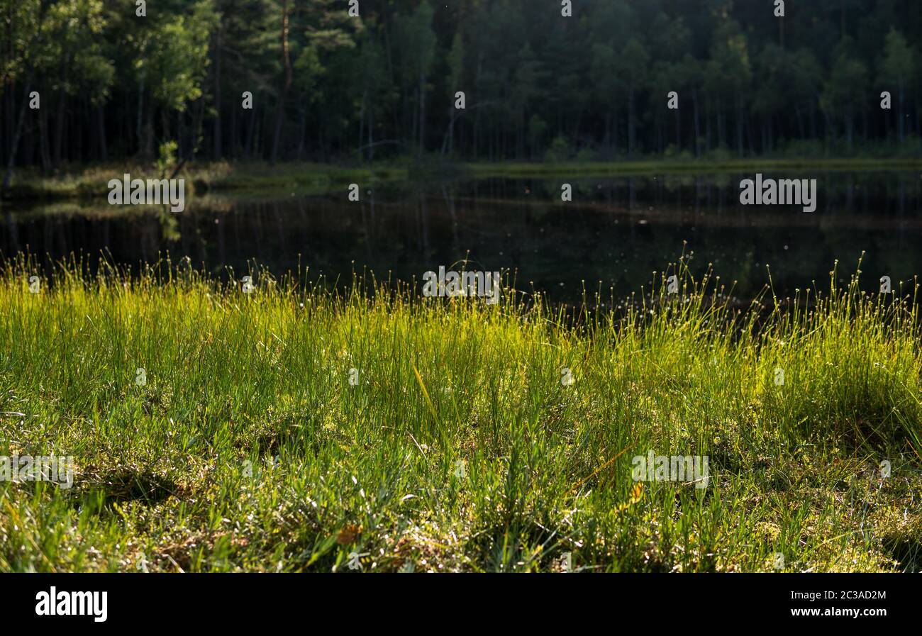 detail of aquatic plants like carex limosa on a shore of dystrophic lake Stock Photo
