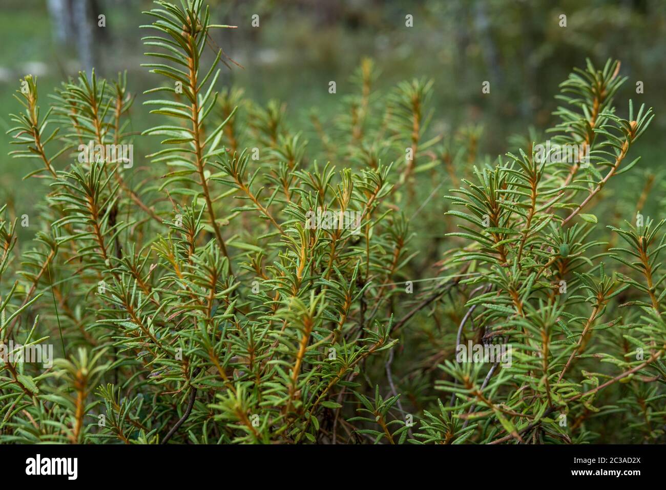 close up of  interrupted club-moss growing on the ground inside of a forest in Poland Stock Photo