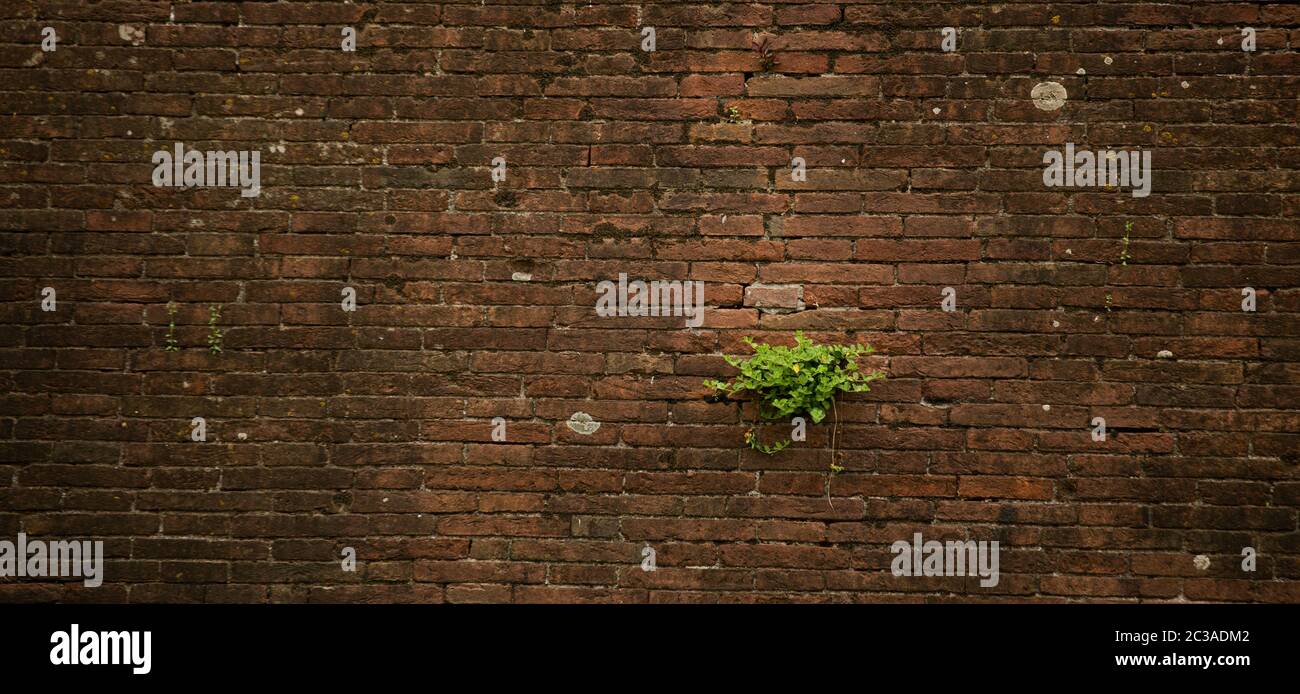Old brick wall plants growing hi-res stock photography and images - Alamy