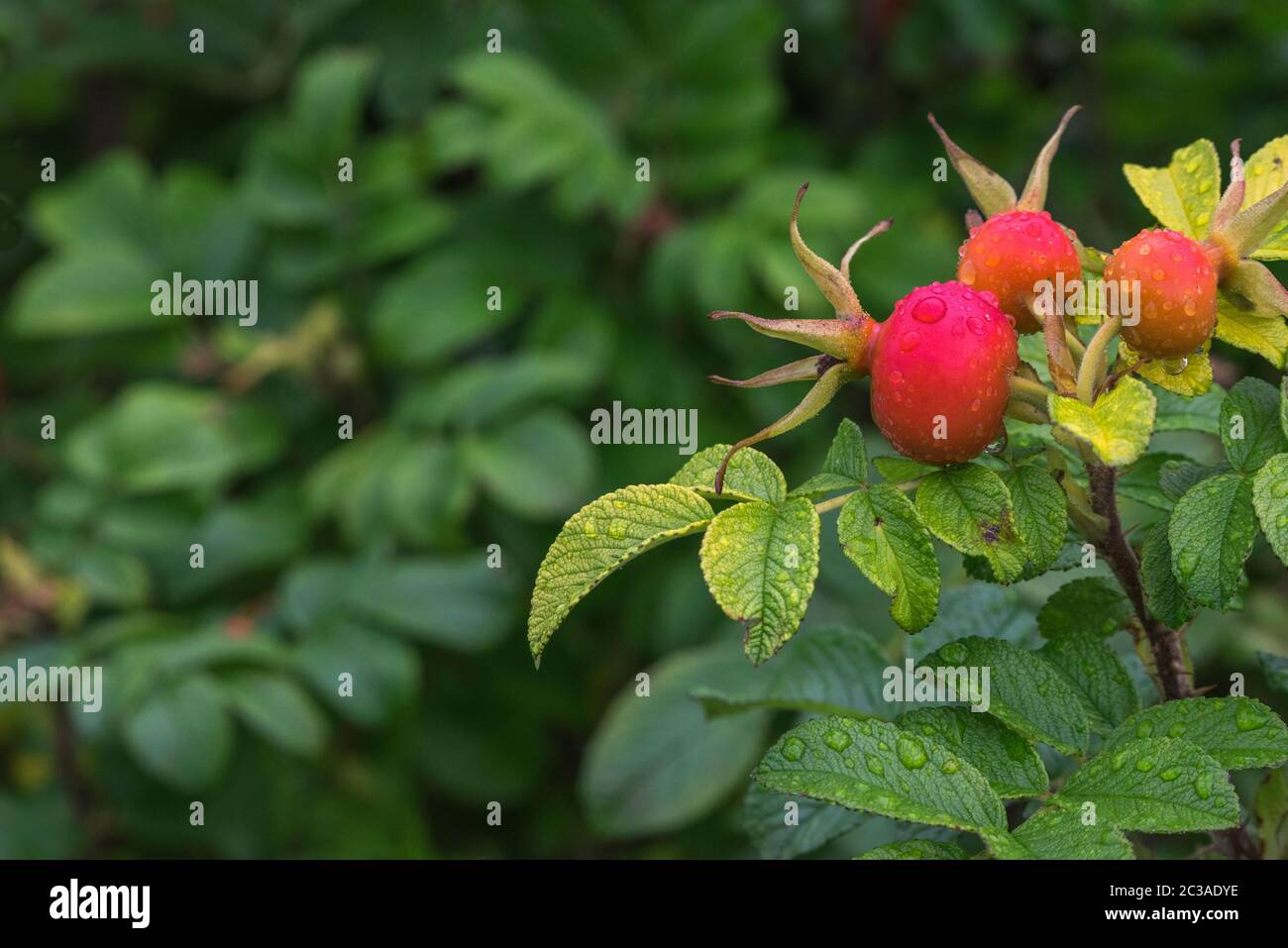 Rose hip bush hi-res stock photography and images - Alamy