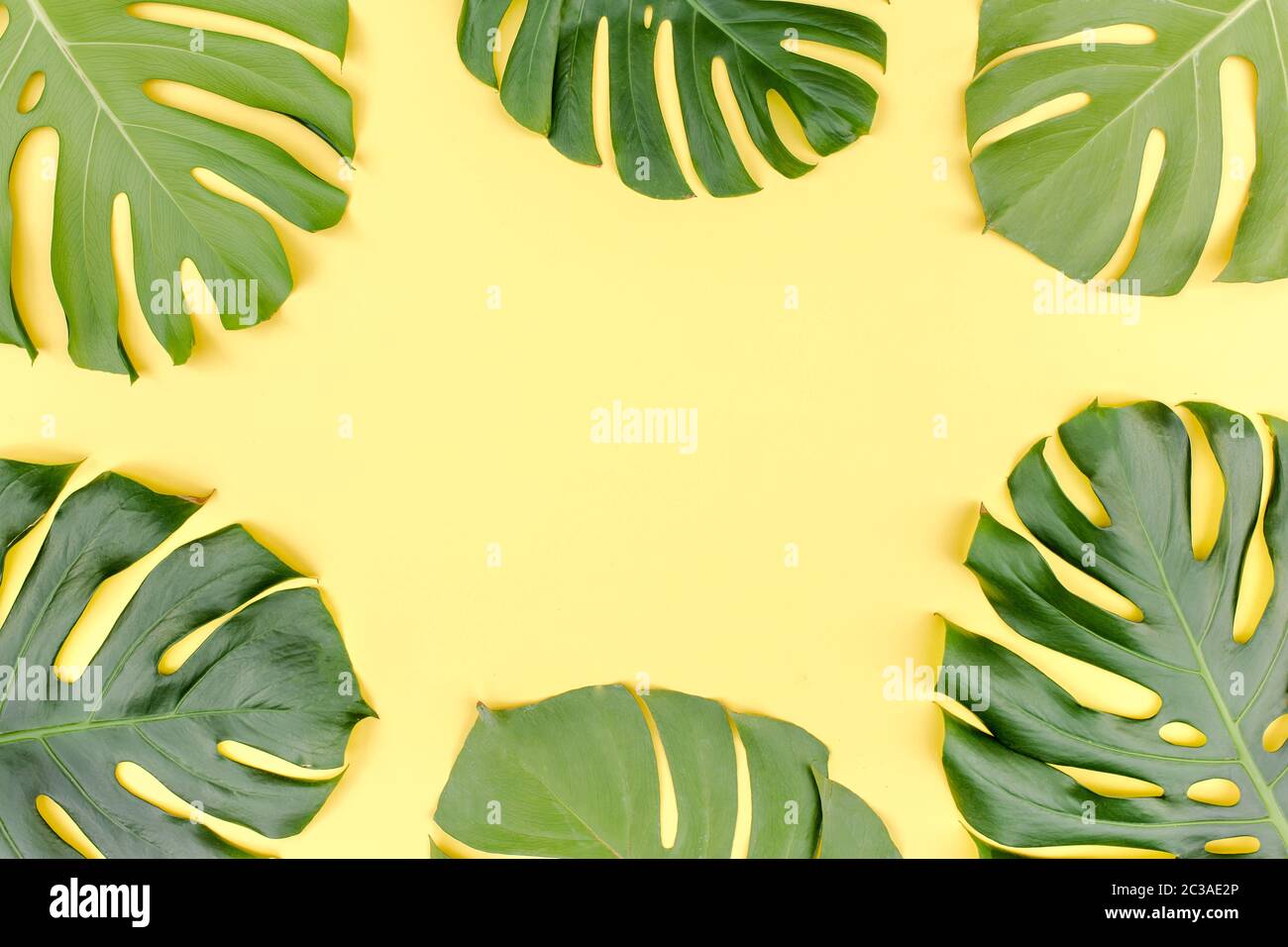 Tropical green palm leaves Monstera on yellow background. Flat lay, top ...