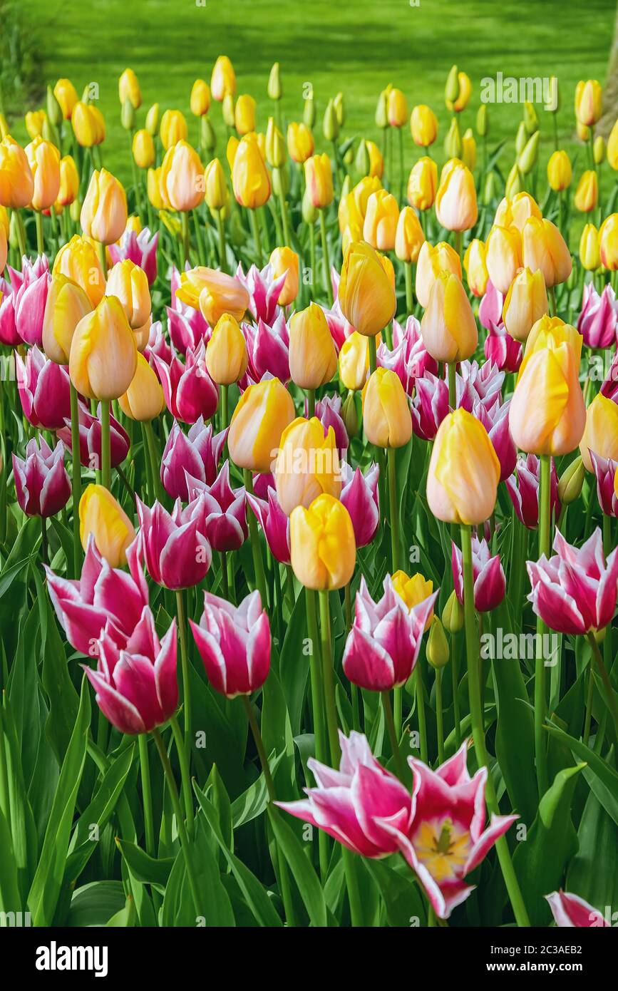 Flowerbed of tulips in the garden Stock Photo