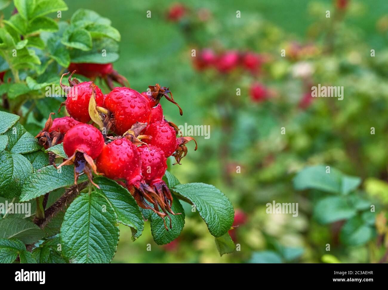 Hip Clip High Resolution Stock Photography and Images - Alamy