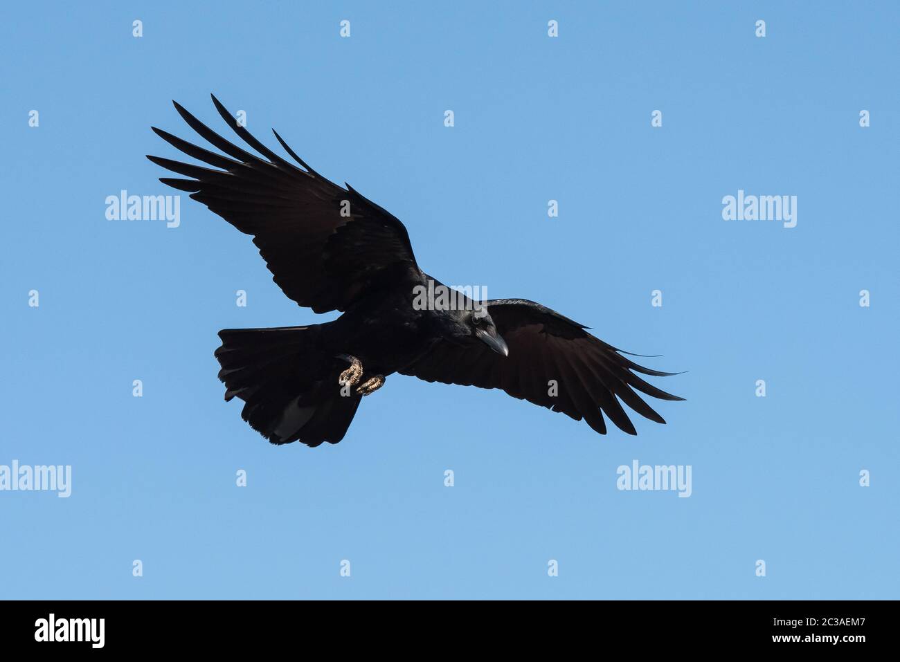 Carrion Crow in flight in the sky. His Latin name is Corvus corone