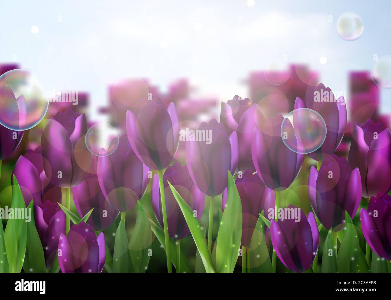 Purple Colored tulips flowers in the garden Stock Photo