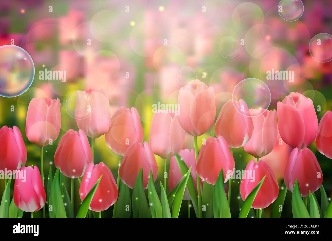Red tulips flowers in the garden. Stock Photo