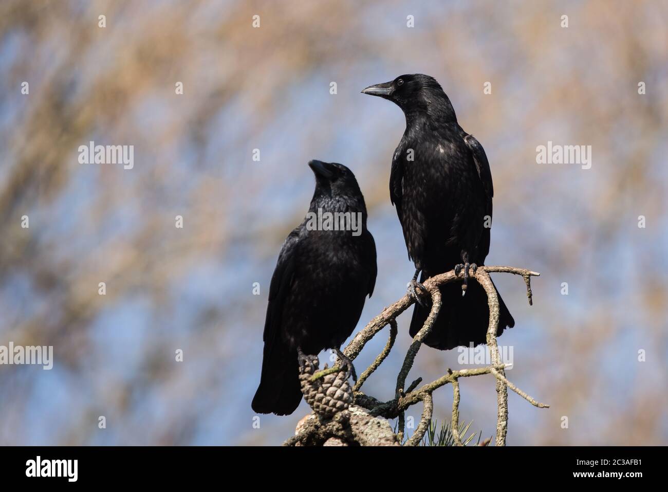 Pair of Carrion Crow on tree in habitat. Their Latin name are Corvus