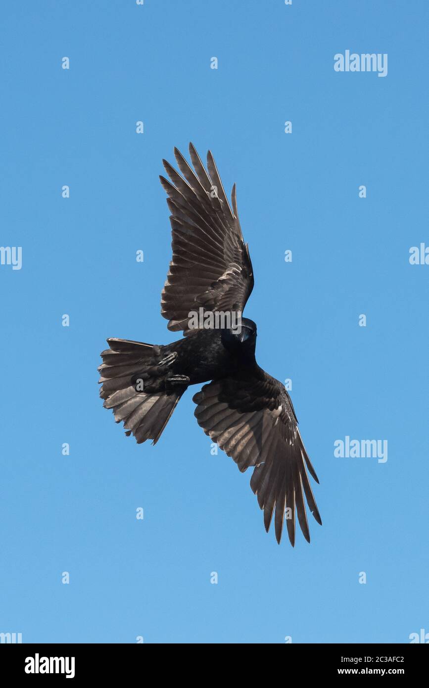 Carrion Crow in flight in the sky. His Latin name is Corvus corone