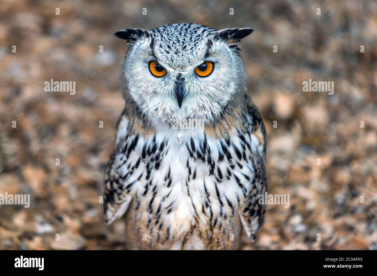 Portrait of cute uhu owl in Hohenwerfen castle falconry Stock Photo